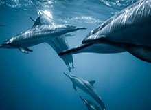 深圳球迷在王哲林罚球时大喊“沪上阿姨”，后者被干扰后不中